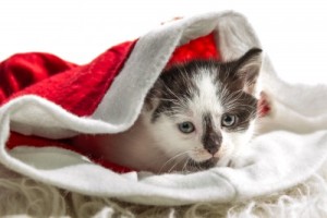 Kitten Stocking